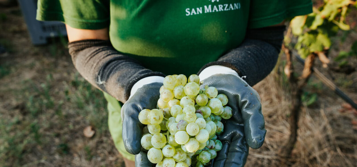 San Marzano