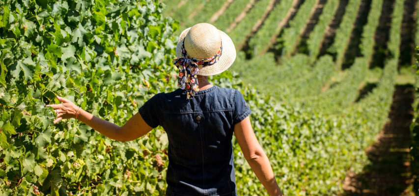 Weingut Domaine de Ménard